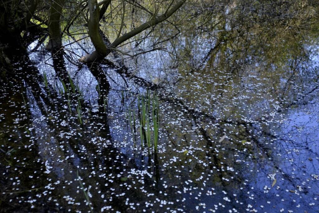 Gîte Peteloup pleine nature pour 12 + piscine La Celle-Saint-Cyr Extérieur photo