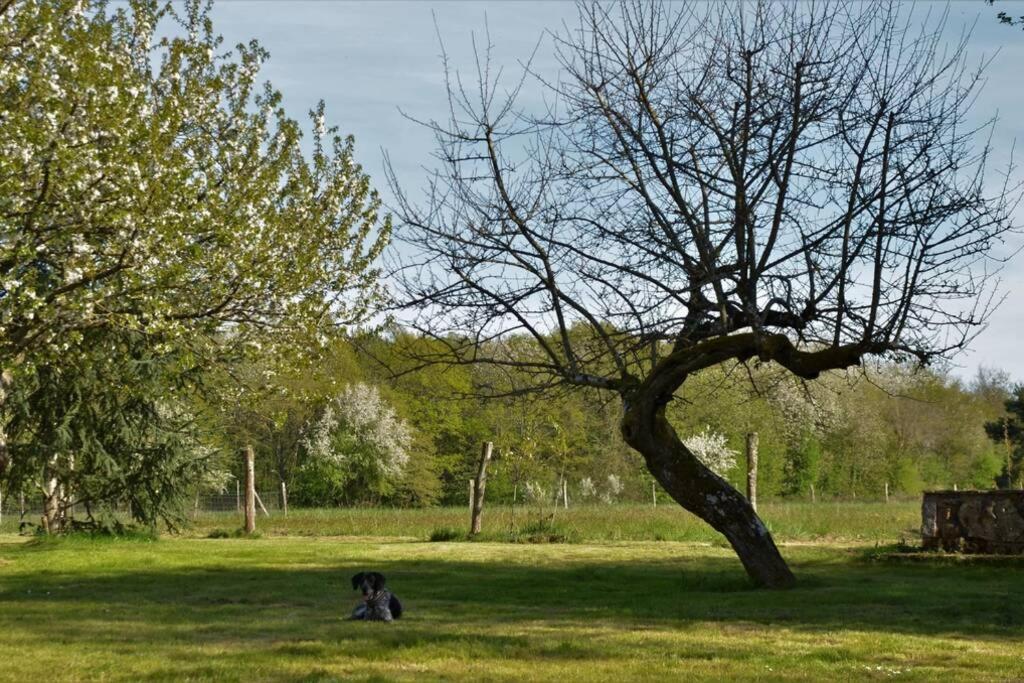 Gîte Peteloup pleine nature pour 12 + piscine La Celle-Saint-Cyr Extérieur photo